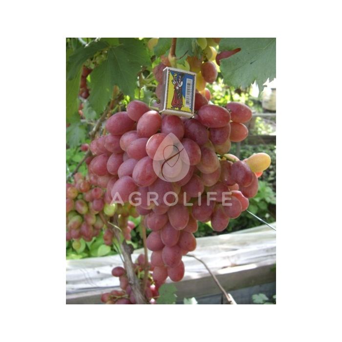 Саджанці винограду Анюта