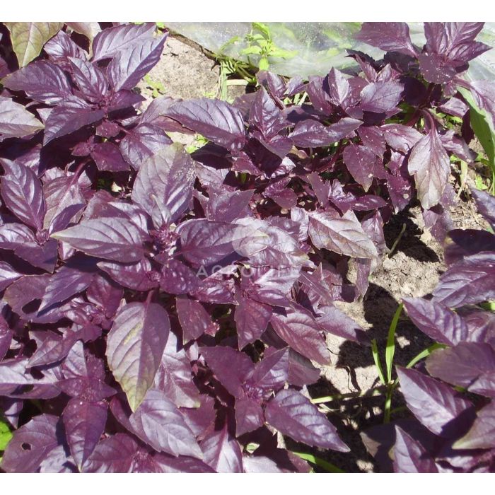 Базилік фіолетовий Темний опал, Hem Zaden (Професійне насіння)