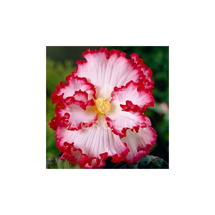 Бегония клубневая Crispa Marginata white-rose, 2 цуковицы, Florium