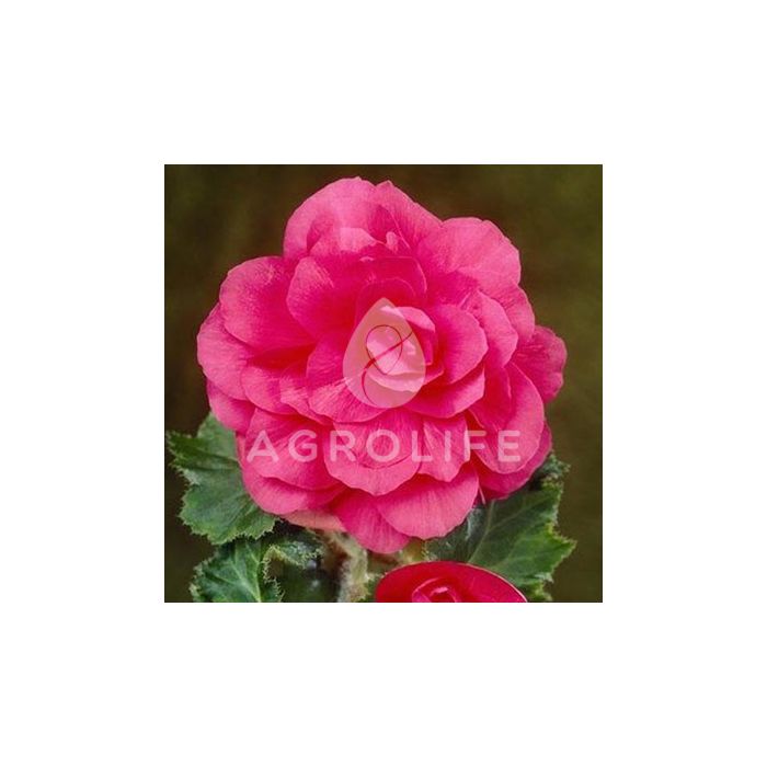 Бегония клубневая махровая розовая, 1 луковица, Florium