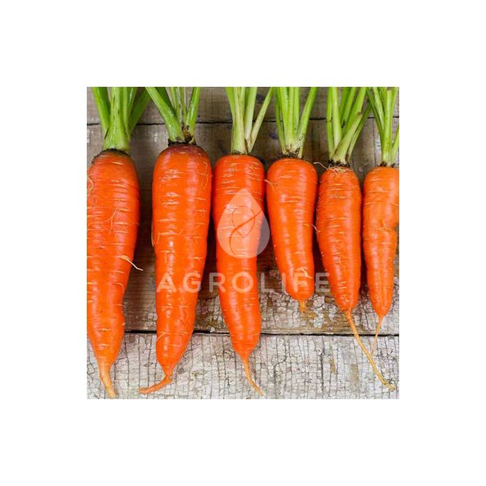 НЬЮ КУРОДА / NEW KURODA  — морковь, Hortus