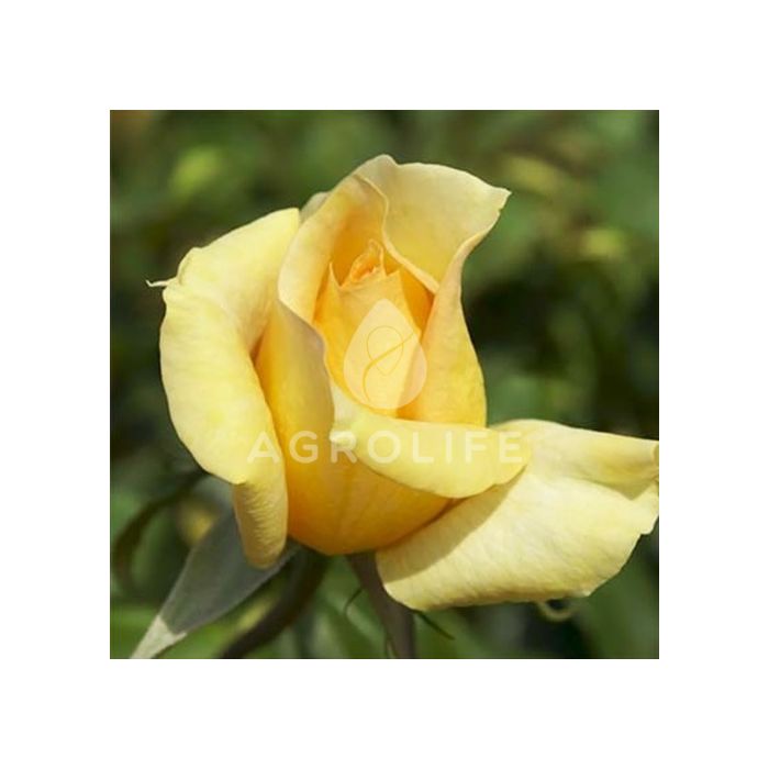 Роза чайно-гибридная Казанова (Професійне насіння)