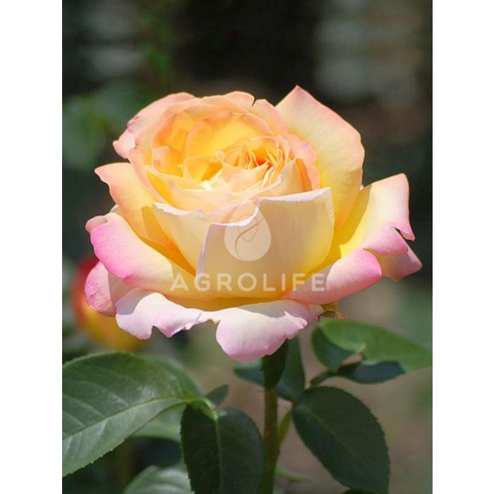 Саджанці троянди чайно-гібридна Peace (Піс)