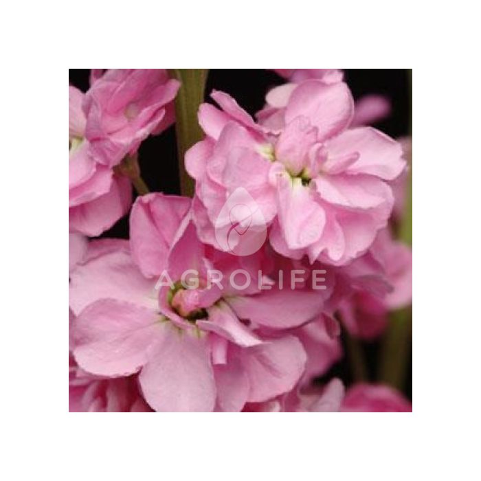 Маттиола(Левкой) Iron Rose Pink, Sakata