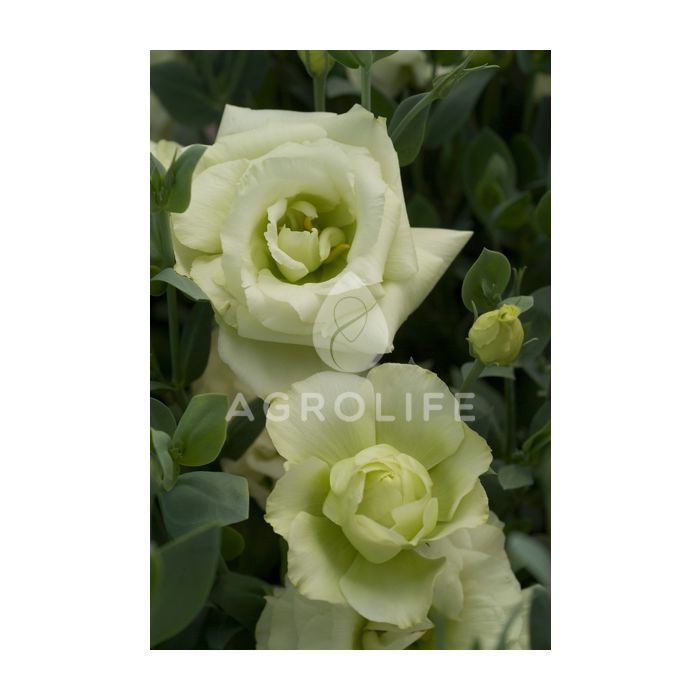 Троянда (Еустома) Mariachi® Lime Green F1, Sakata