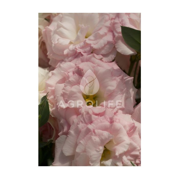 Роза (Эустома) Mariachi® Misty Pink F1, Sakata
