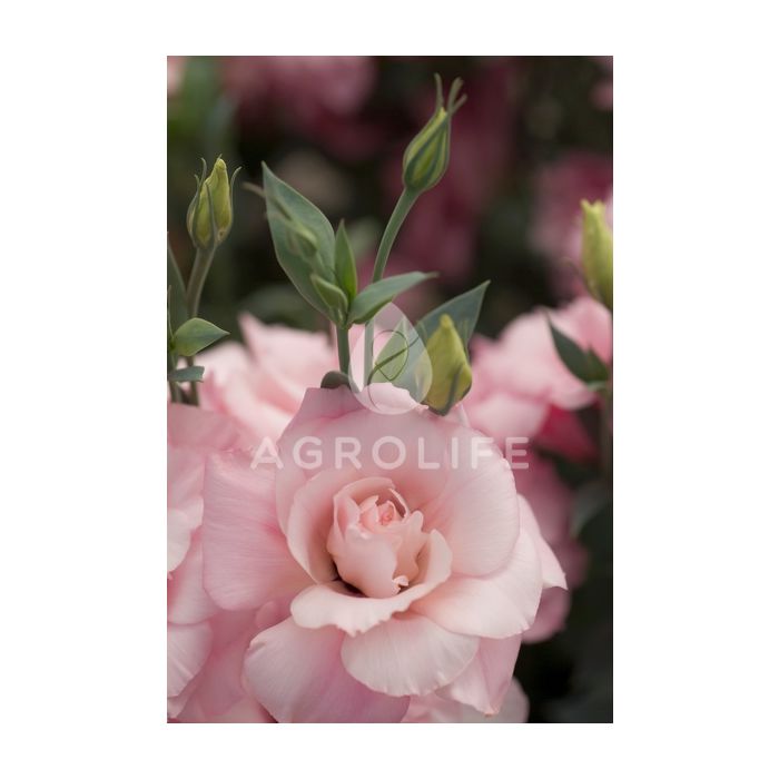 Роза (Эустома) Mariachi® Pink F1, Sakata