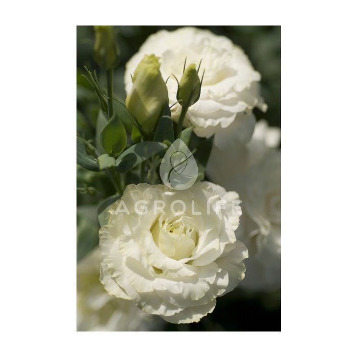 Роза (Эустома) Mariachi® Pure White F1, Sakata
