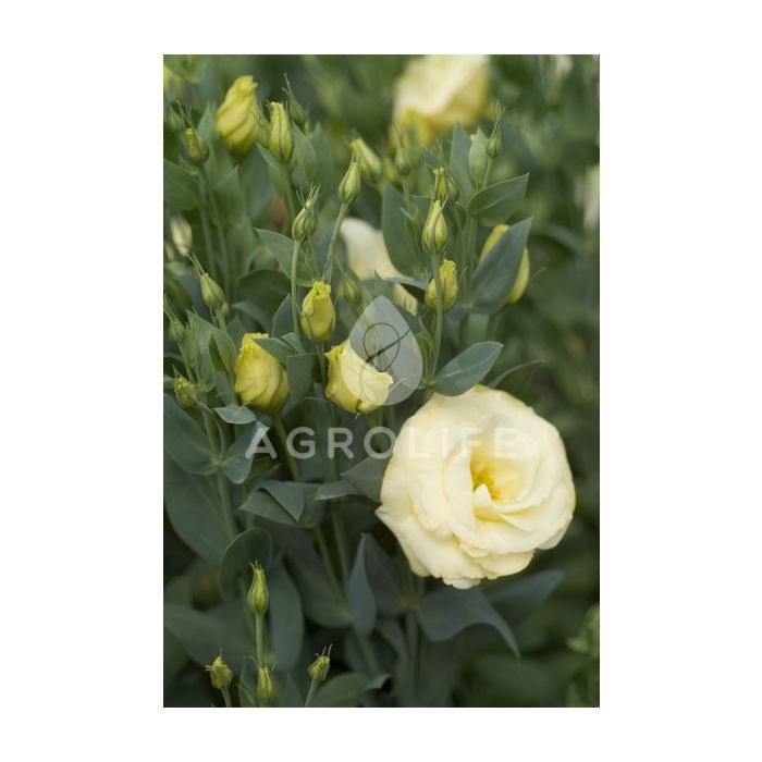 Троянда (Еустома) Mariachi® Yellow F1, Sakata