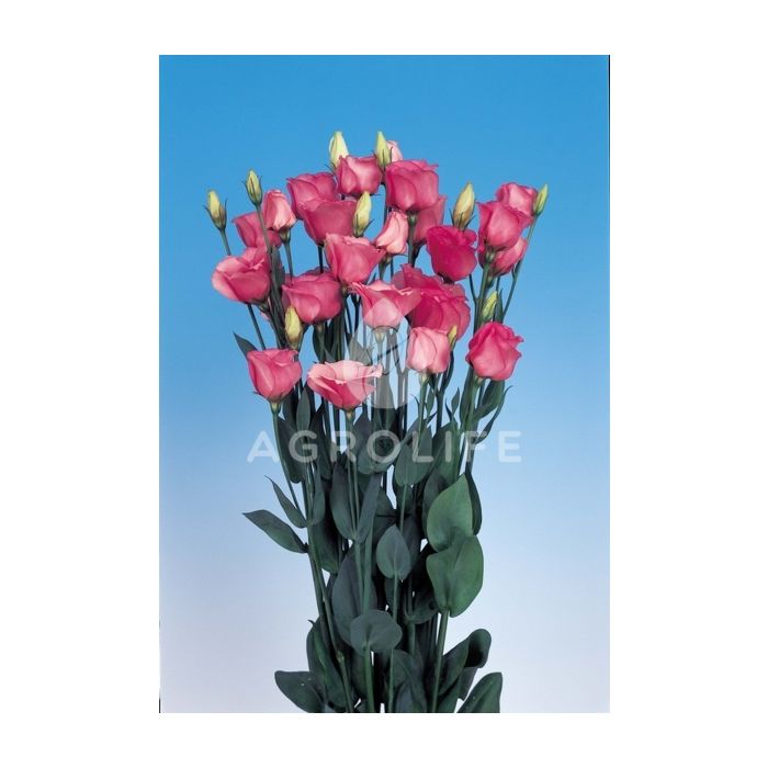 Троянда (Еустома) Piccolo® 2 Rose Pink F1, Sakata