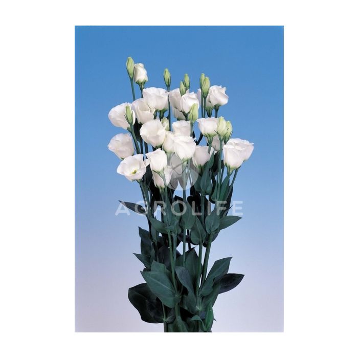 Роза (Эустома) Piccolo® 1 Pure White F1, Sakata