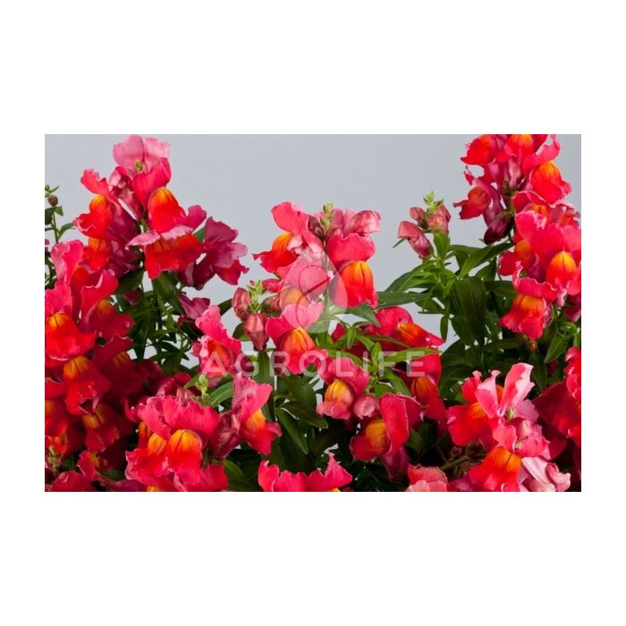 Антирринум (львиный зев) Floral Showers Scarlet F1, Sakata
