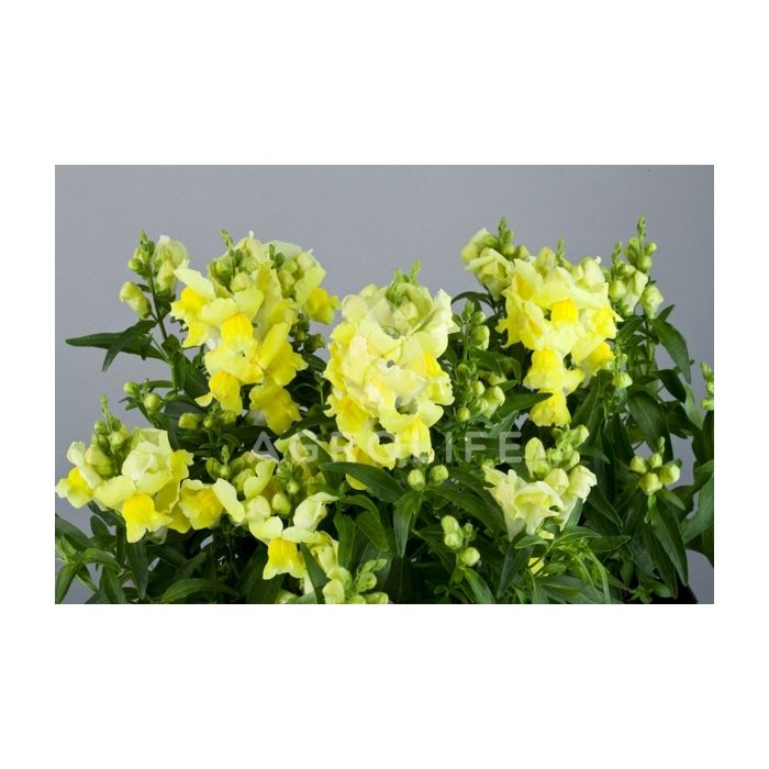 Антирринум (львиный зев) Floral Showers Yellow F1, Sakata