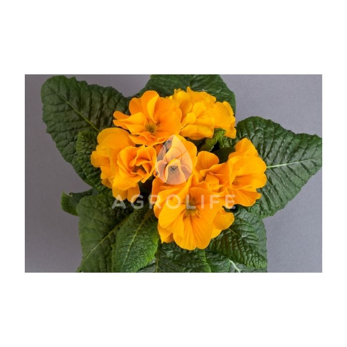 Первоцвіт(Примула) Danova Orange Yellow F1, Sakata