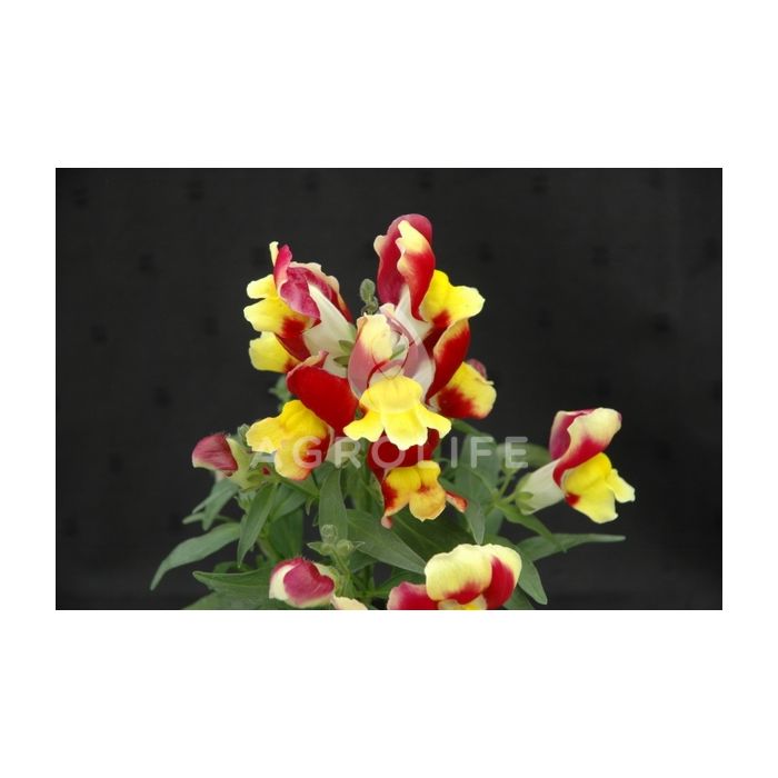 Антирринум (львиный зев) Floral Showers Red & Yellow Bicolour F1, Sakata
