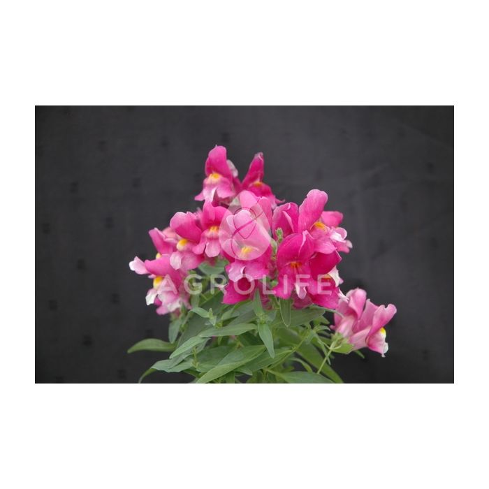 Антирринум (львиный зев) Floral Showers Lilac F1, Sakata