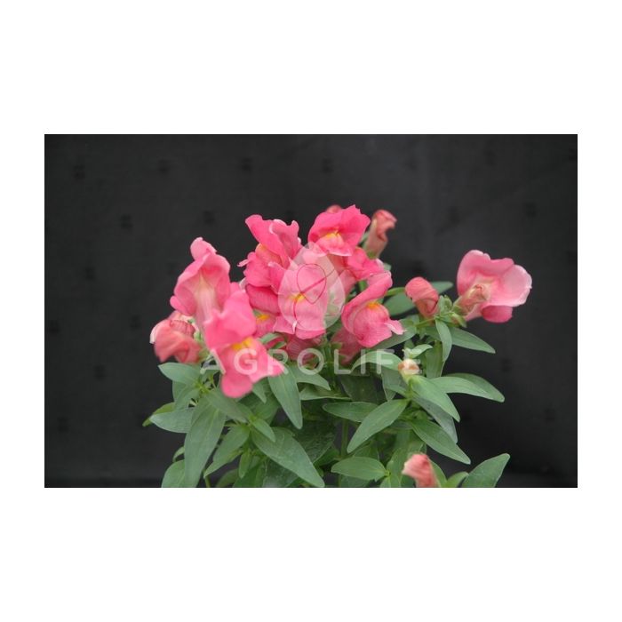 Антирринум (львиный зев) Floral Showers Rose Pink F1, Sakata