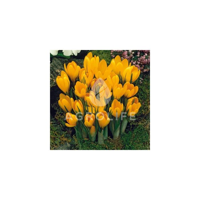 Крокус Yellow Giant,  Florium