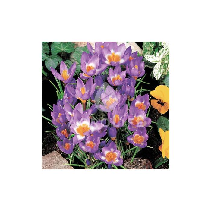 Крокус Tricolor,  Florium