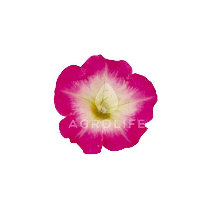Петуния мелкоцветковая Merlin Rose Morn F1, Sakata