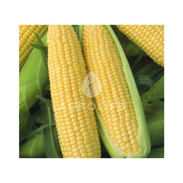 ВЕГА F1 / VEGA F1 — Кукуруза, May Seeds