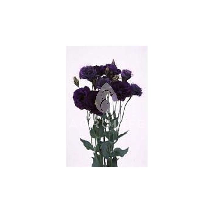 Троянда (Еустома) Echo Purple F1, Sakata