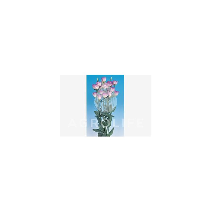 Троянда (Еустома) Piccolo® 3 Pastel Blue F1, Sakata