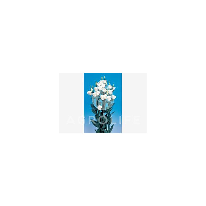 Троянда (Еустома) Piccolo® 3 Pure White F1, Sakata