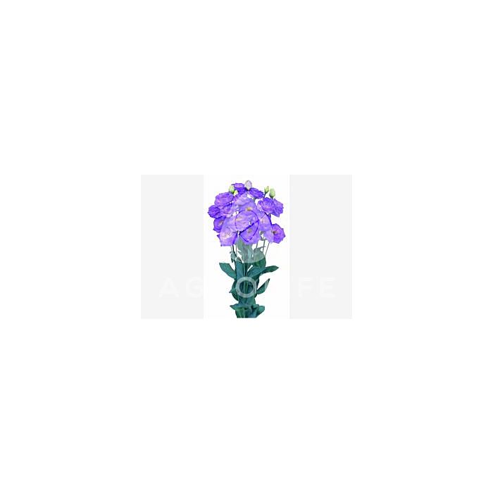 Троянда (Еустома) Rosita® 2 Blue Flash F1, Sakata