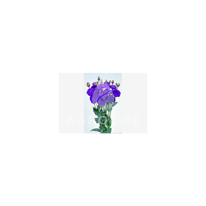 Роза (Эустома) Rosita® 2 Purple F1, Sakata