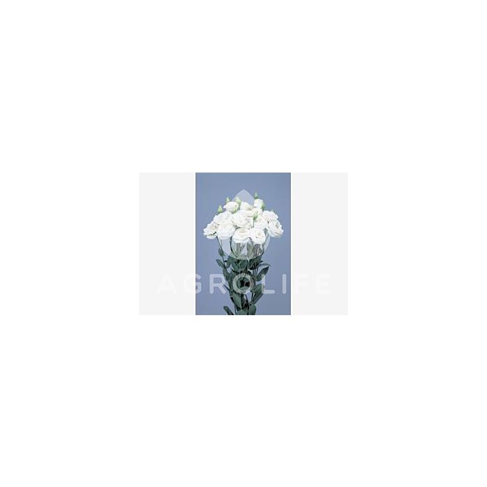 Роза (Эустома) Rosita® 1 White F1, Sakata
