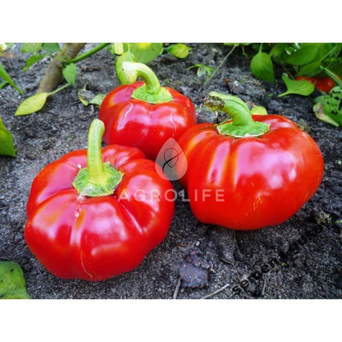 EZ 15-47 F1 – Перец Сладкий, LibraSeeds (Erste Zaden)