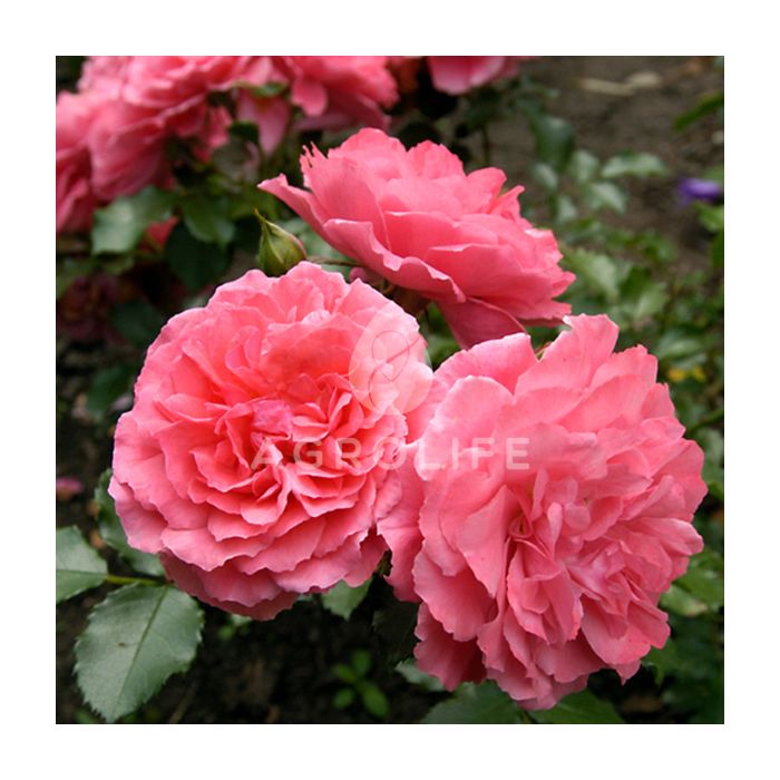 Садженці троянд паркова Rosarium Uetersen (Розаріум Уетерзейн)