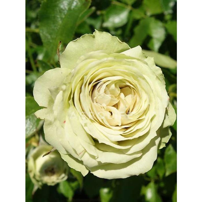 Саджанці троянди флорібунда Lovely Green (Лавлі Грін)