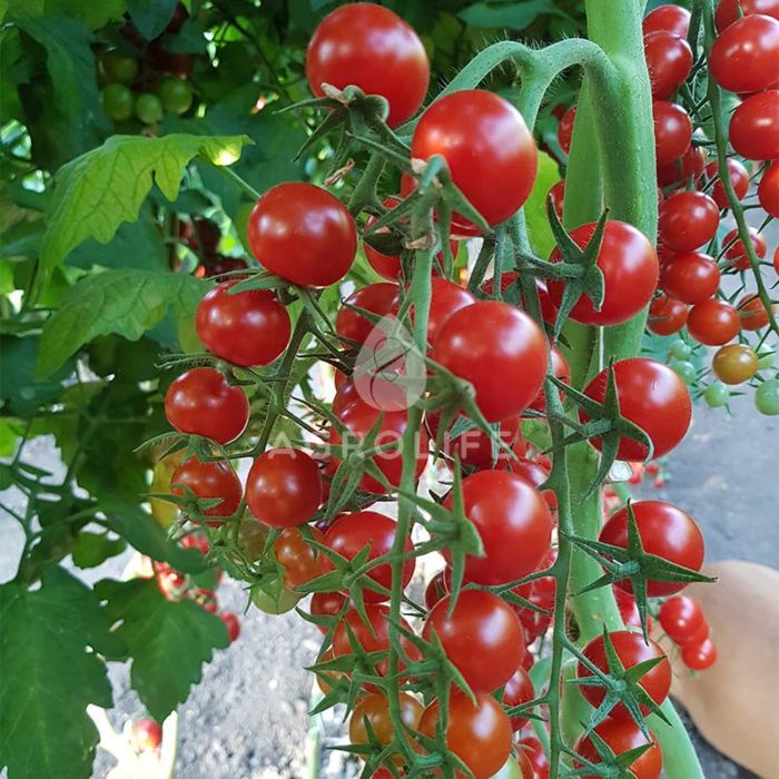 ES 5005-270 F1 - Томат Індетерміинантний, Ergon seeds