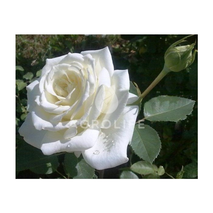 Роза чайно-гибридная Полар Стар (Професійне насіння)