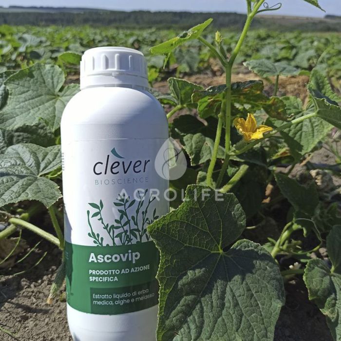 ASCOVIP - удобрение антистрессант, CLEVER BIOSCIENCE