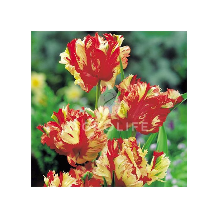 Тюльпан Flaming Parrot,  Florium