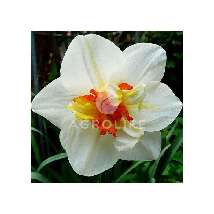 Нарцисс Flower Drift,  Florium