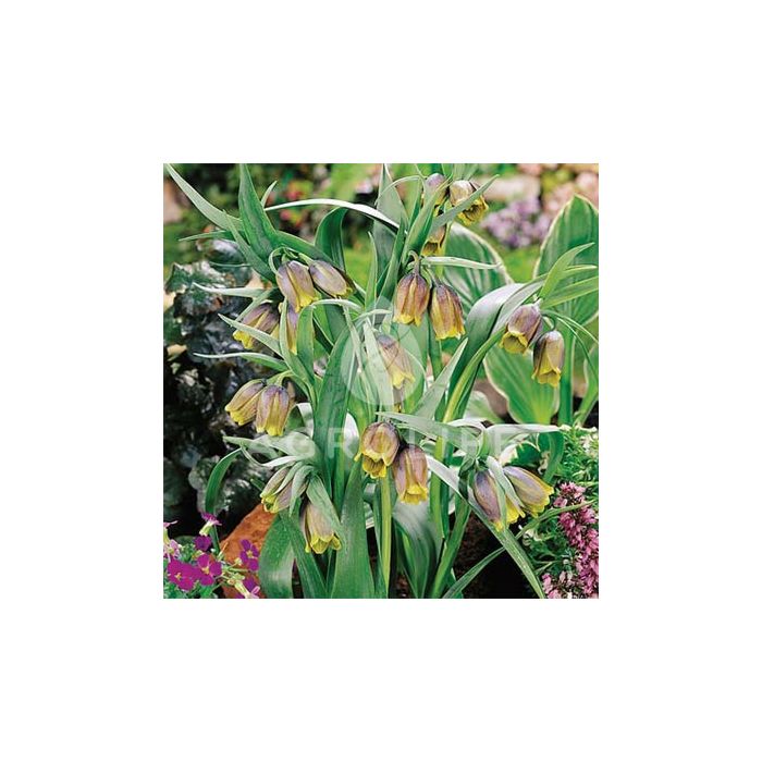 Фритиллярия uva-vulpis,  Florium