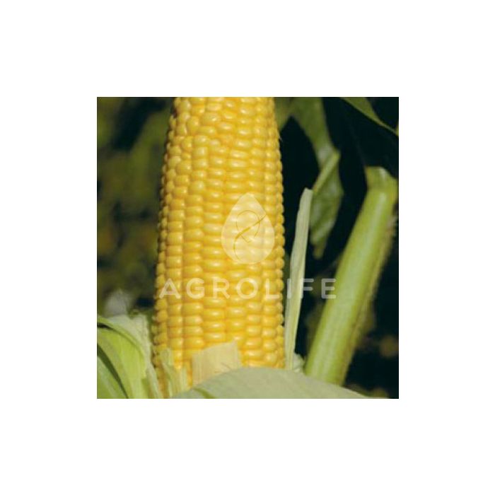 GH2042 F1 — кукуруза, Syngenta