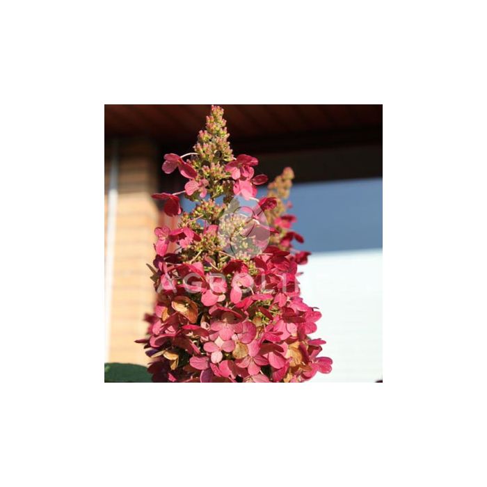 Гортензия Wims Red, 1 корень, Florium
