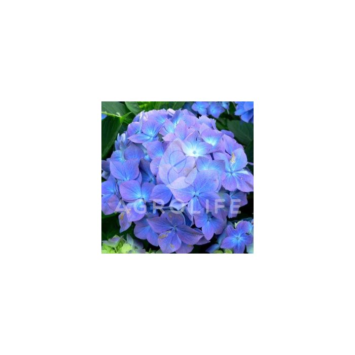 Гортензия Nikko Blue, 1 корень, Florium