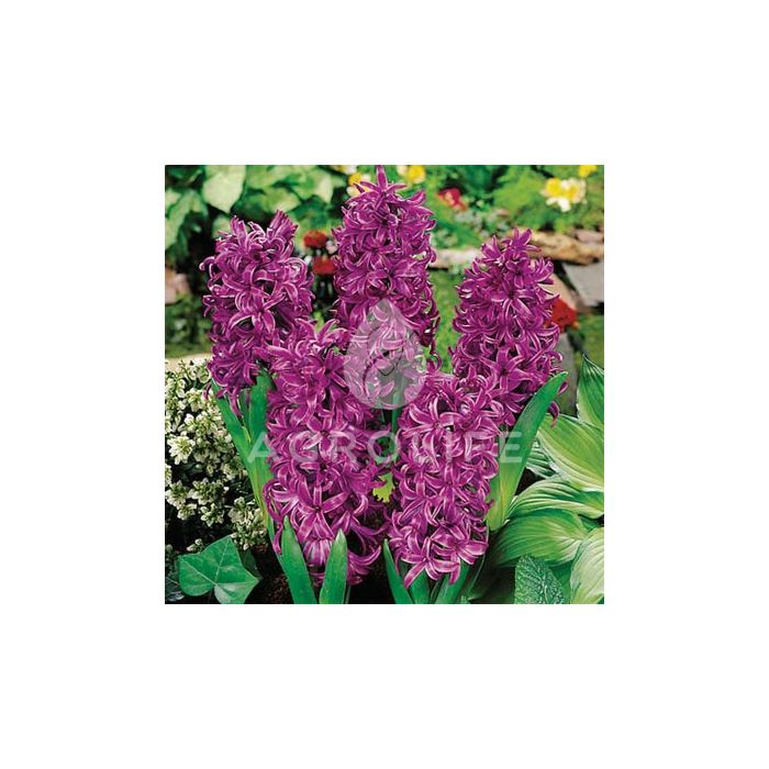Гиацинт Purple Sensation,  Florium