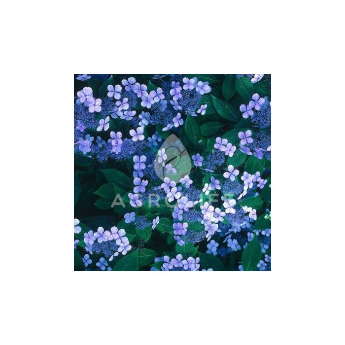 Гортензия Bluebird, 1 корень, Florium