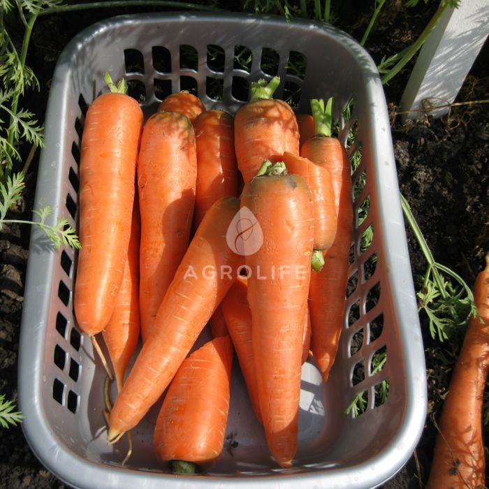 КУРОДА / KURODA — Морковь, Spark Seeds