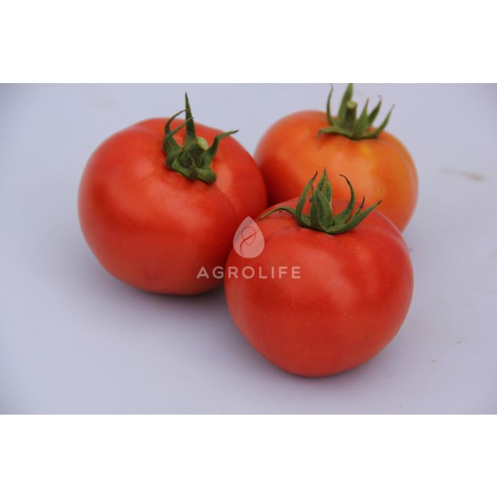 LS 1137 F1 – Детерминантный томат, Lucky Seed