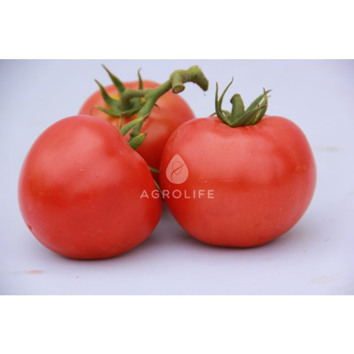 LS 4314 F1 – Детерминантный томат, Lucky Seed