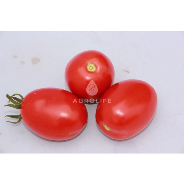 LS 1412 F1 – Детерминантный томат, Lucky Seed