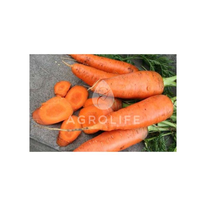 КАТРИН / KATRIN — Морковь, Agri Saaten